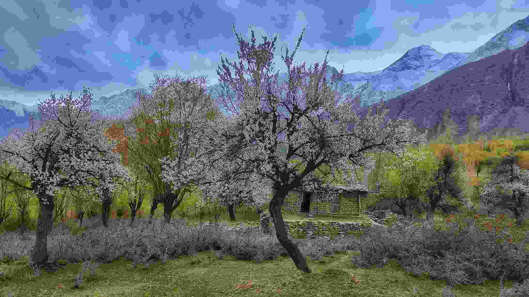 Spring Blossom Gilgit Baltistan Spring Blossom Gilgit Baltistan